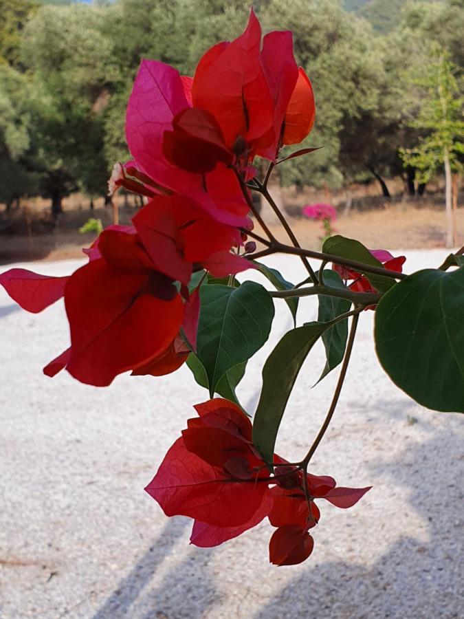 Olive Tree Apart Hotel Muğla Exterior foto